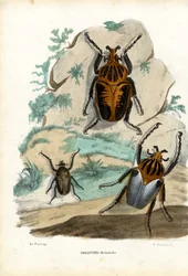 Goliath Beetles, 1863-79